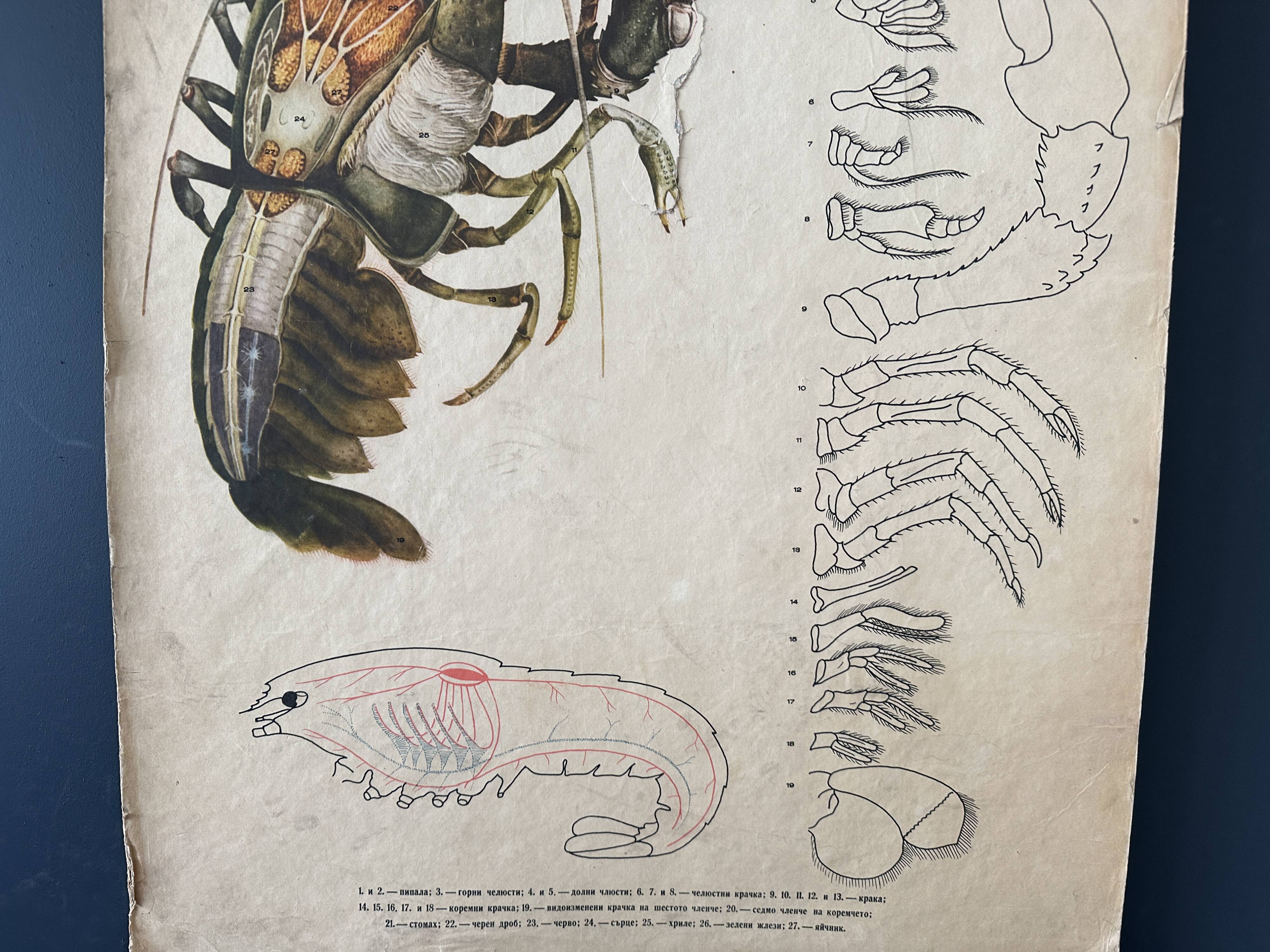 Crayfish vintage anatomy poster wall board from 1960's