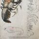 Crayfish vintage anatomy poster wall board from 1960's