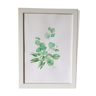 Original framed eucalyptus watercolor