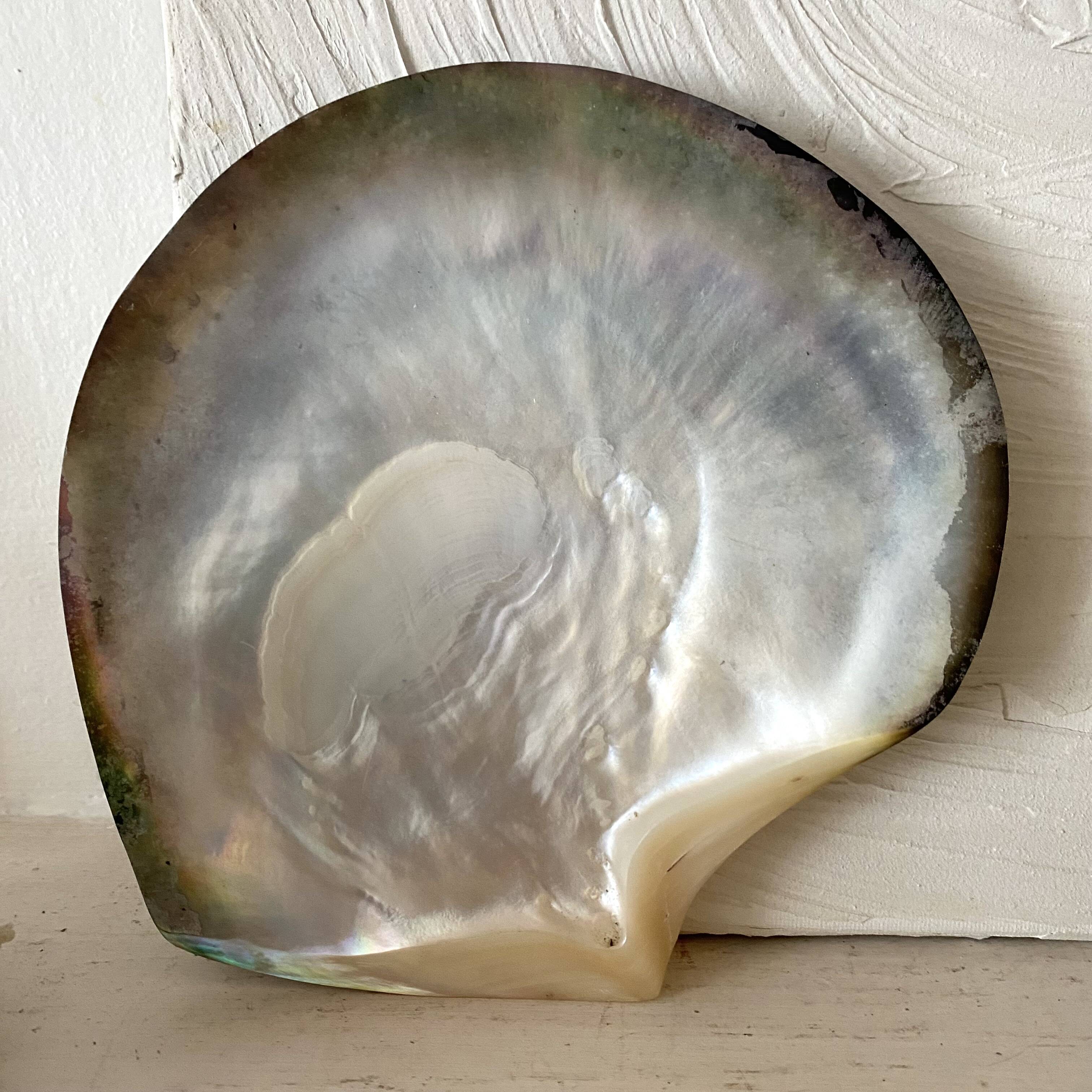 Coquillage huître perlière