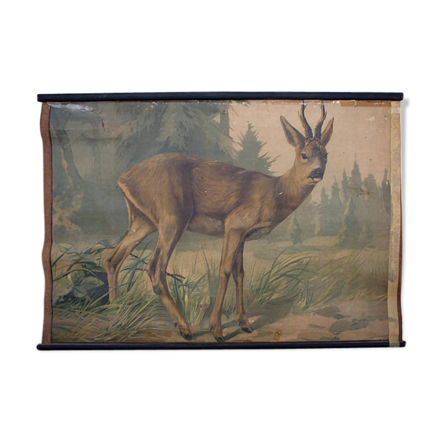 Educational poster, deer, lithograph, Karl Jansky, Böhmen, 1897