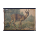 Educational poster, deer, lithograph, Karl Jansky, Böhmen, 1897