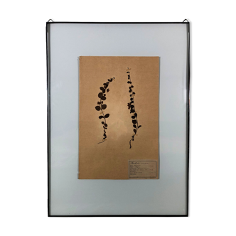 Old herbarium 1906 framed (Lysimachia vulgaris)