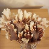 White coral from the 70s