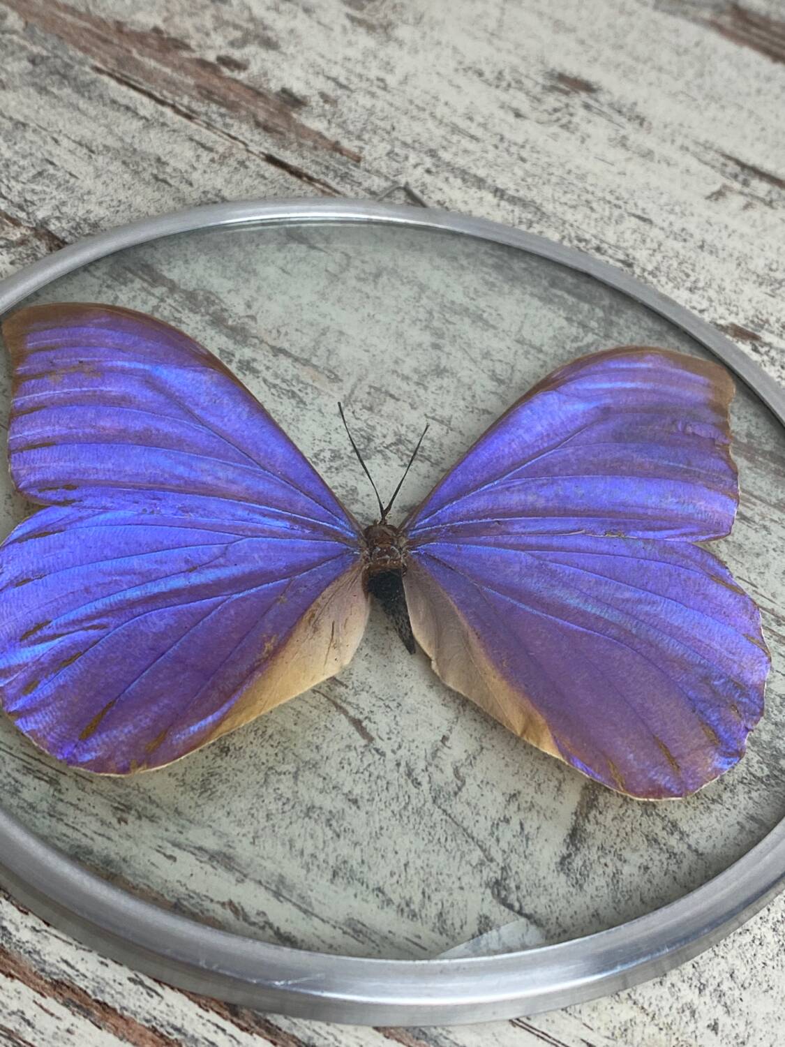 Naturalized morpho butterfly under curved glass