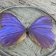 Naturalized morpho butterfly under curved glass