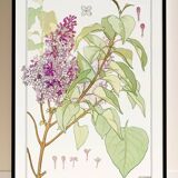 “Lilac” poster, after an Art Nouveau lithograph from 1897