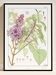 “Lilac” poster, after an Art Nouveau lithograph from 1897