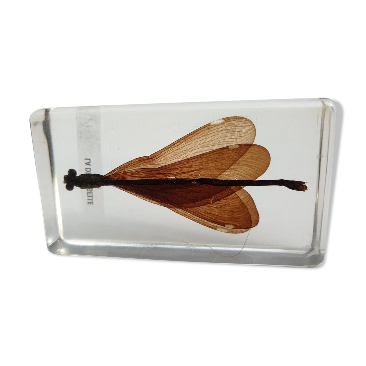 Insect under resin the Demoiselle d'Inde