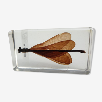 Insect under resin the Demoiselle d'Inde