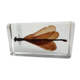 Insect under resin the Demoiselle d'Inde