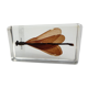 Insect under resin the Demoiselle d'Inde
