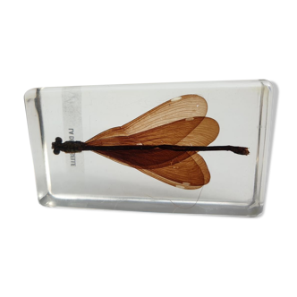 Insect under resin the Demoiselle d'Inde