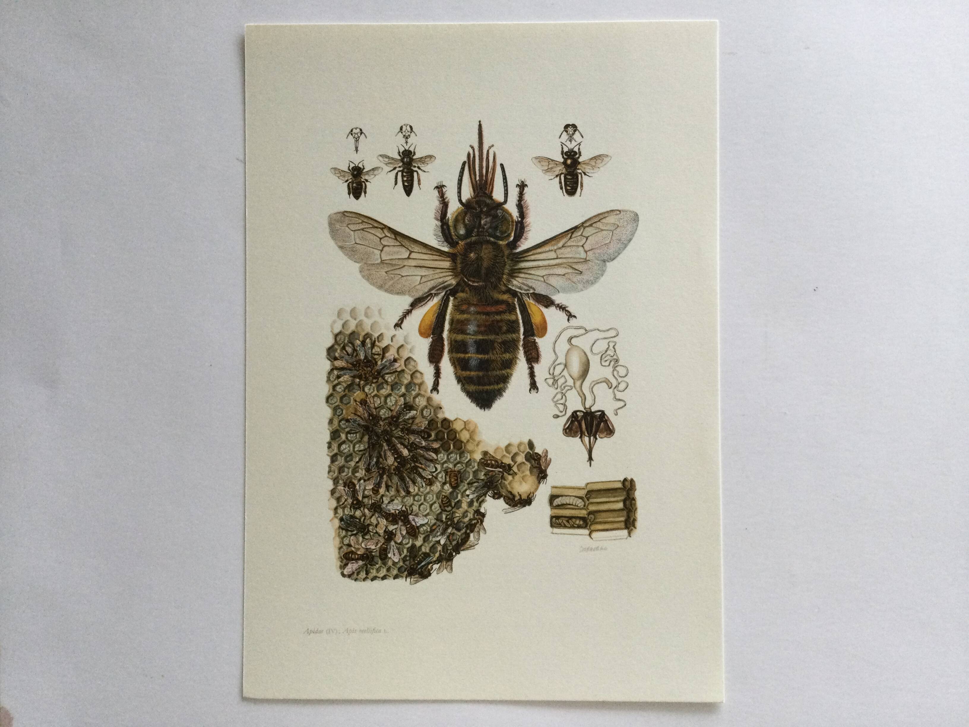Antique illustration "insects", 1960s