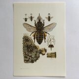 Illustration ancienne "insectes", années 60