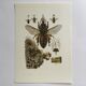 Antique illustration "insects", 1960s