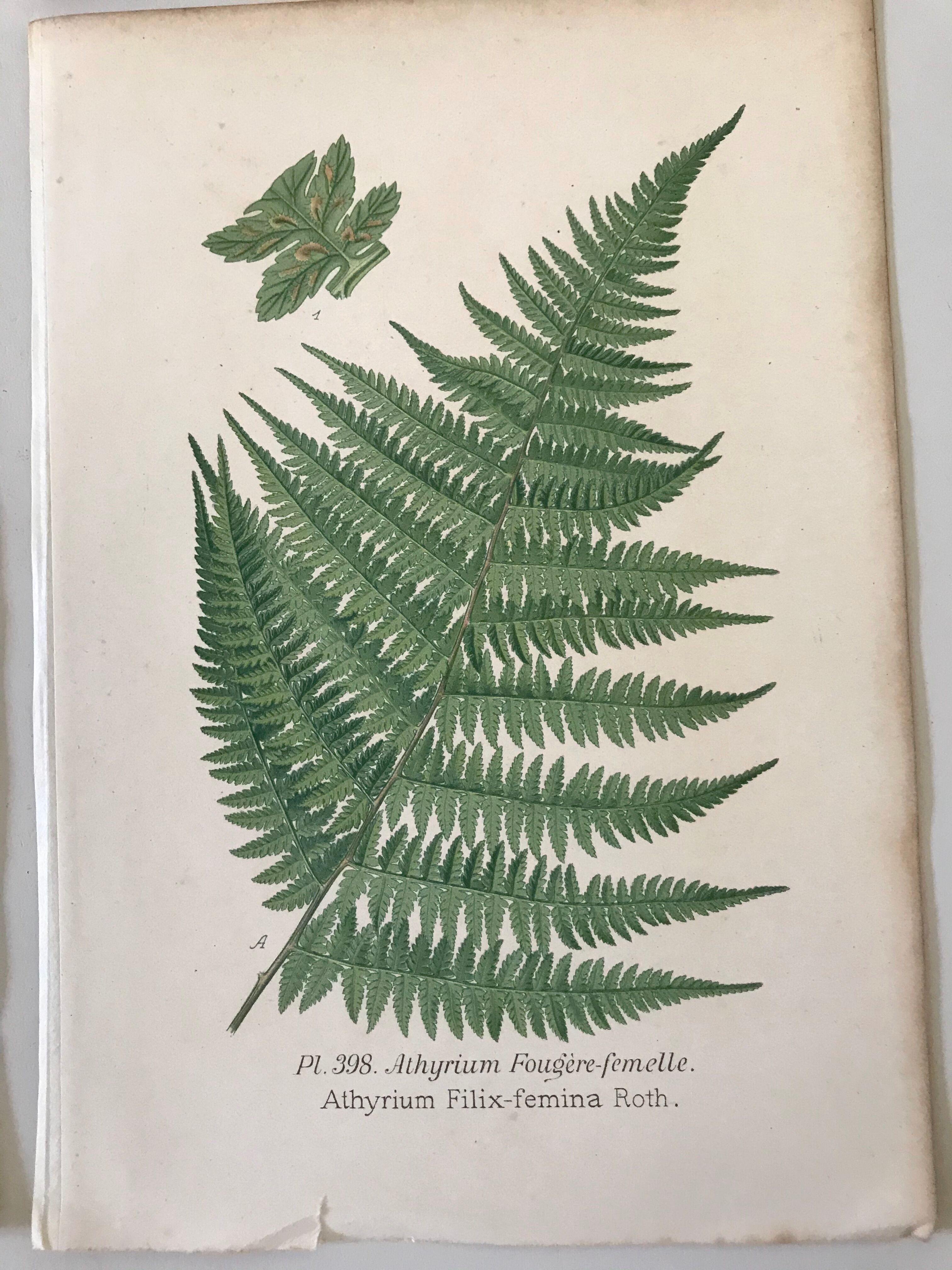 Lot of 4 botanical panches of ferns 19th century
