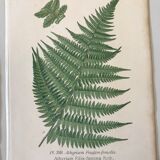 Lot of 4 botanical panches of ferns 19th century