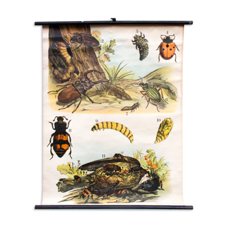 Affiche pédagogique coccinelle, cerf scarabée,1893