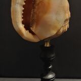 Cabinet of Curiosities shell cypraecassis rufa on base