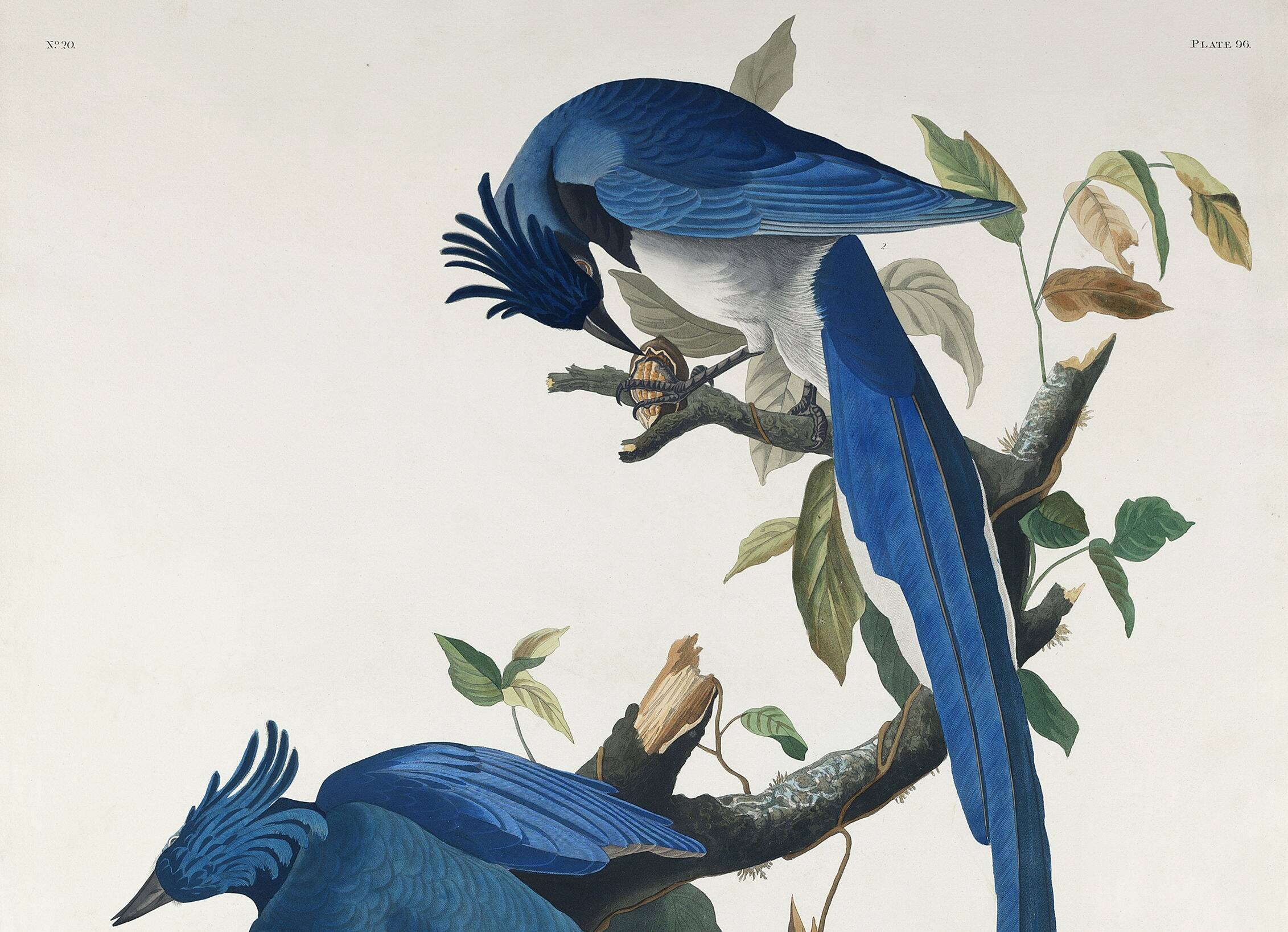 Poster about the Blue Jay, based on an old engraving from 1827.