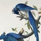 Poster about the Blue Jay, based on an old engraving from 1827.