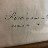Framed Rosa "Rosa muscosa multiplex"
