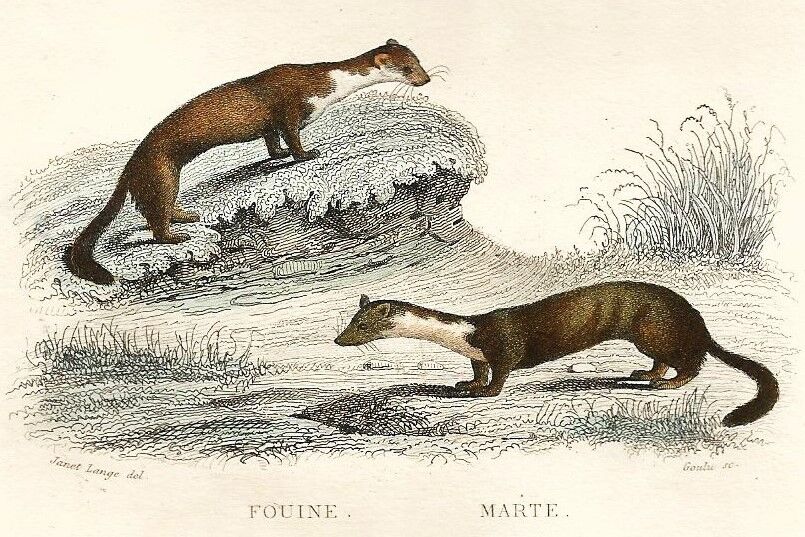 Zoological board "Blaireau - Otter - Fouine - Marte" Buffon 1848