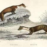 Zoological board "Blaireau - Otter - Fouine - Marte" Buffon 1848