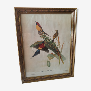 Vintage ornithology engraving