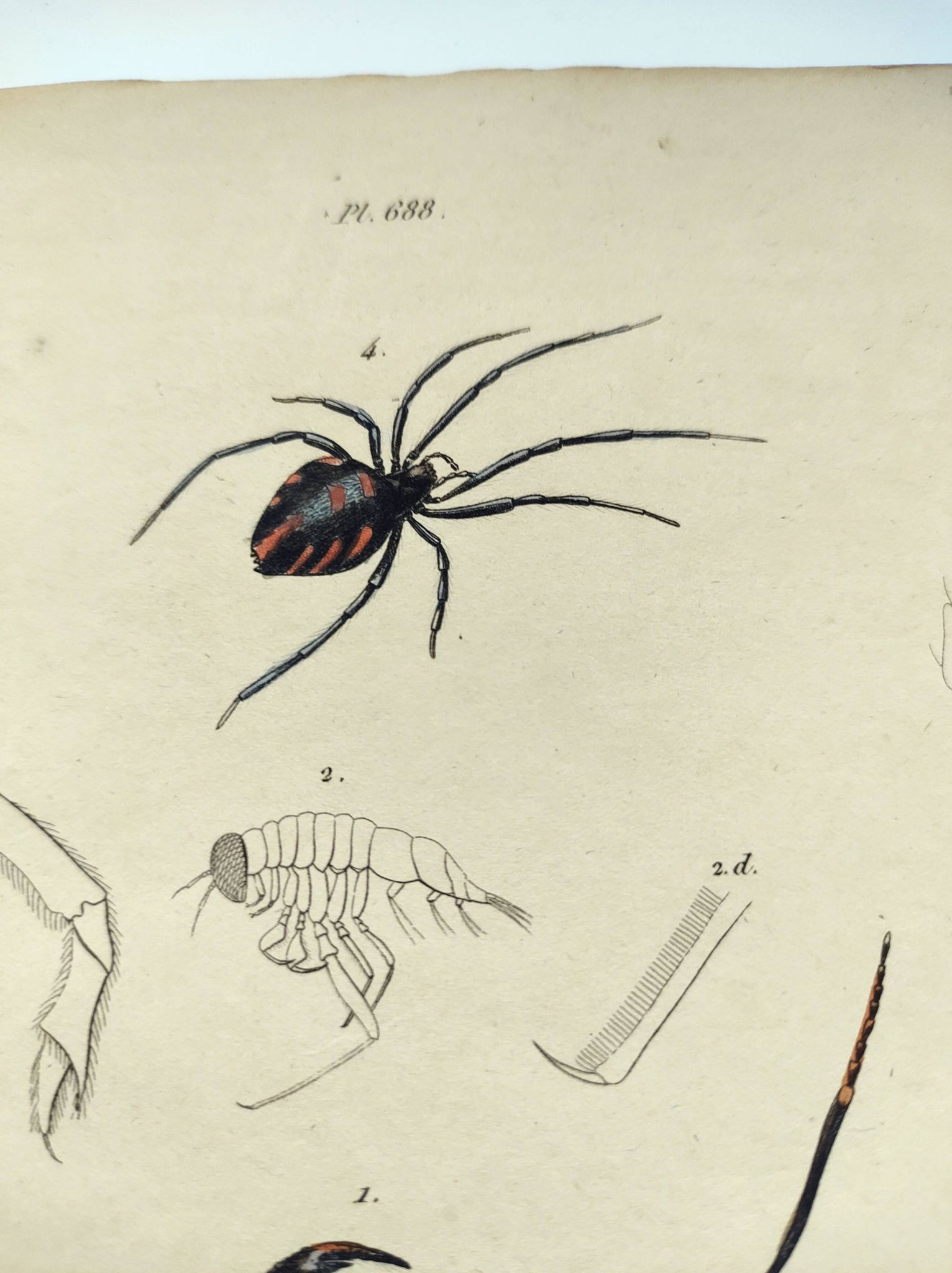 Zoological Plate - Scorpion and spider - Old engraving from 1839, hand-colored