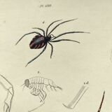 Zoological Plate - Scorpion and spider - Old engraving from 1839, hand-colored