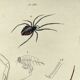 Zoological Plate - Scorpion and spider - Old engraving from 1839, hand-colored