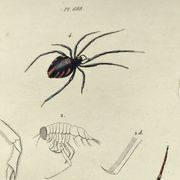 Zoological Plate - Scorpion and spider - Old engraving from 1839, hand-colored