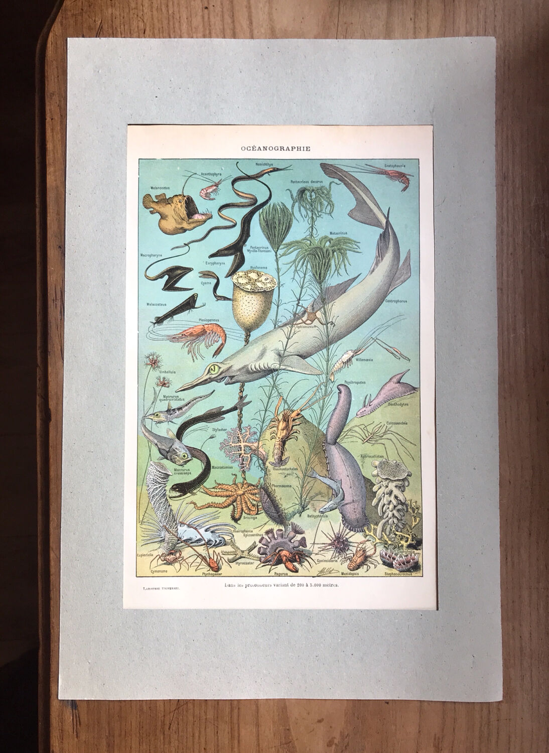 Original oceanographer board