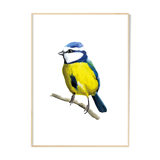 La mésange bleue A4