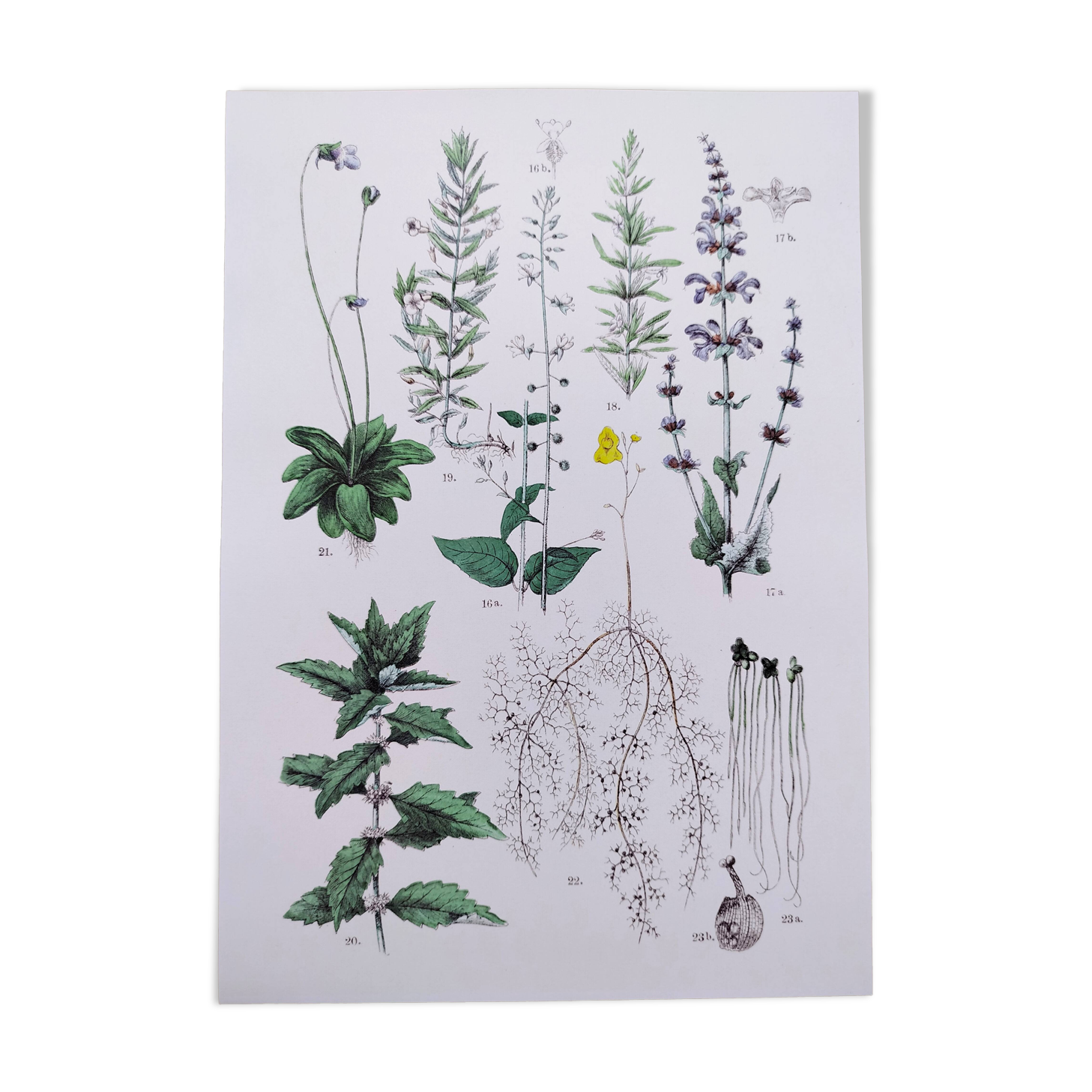 Affiche sur les plantes d'après une gravure de 1881 "romarin"