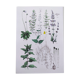 Affiche sur les plantes d'après une gravure de 1881 "romarin"