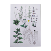 Plant poster based on an 1881 engraving "rosemary"