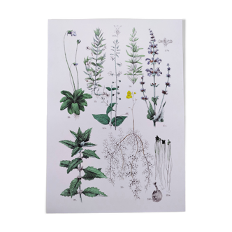Plant poster based on an 1881 engraving "rosemary"