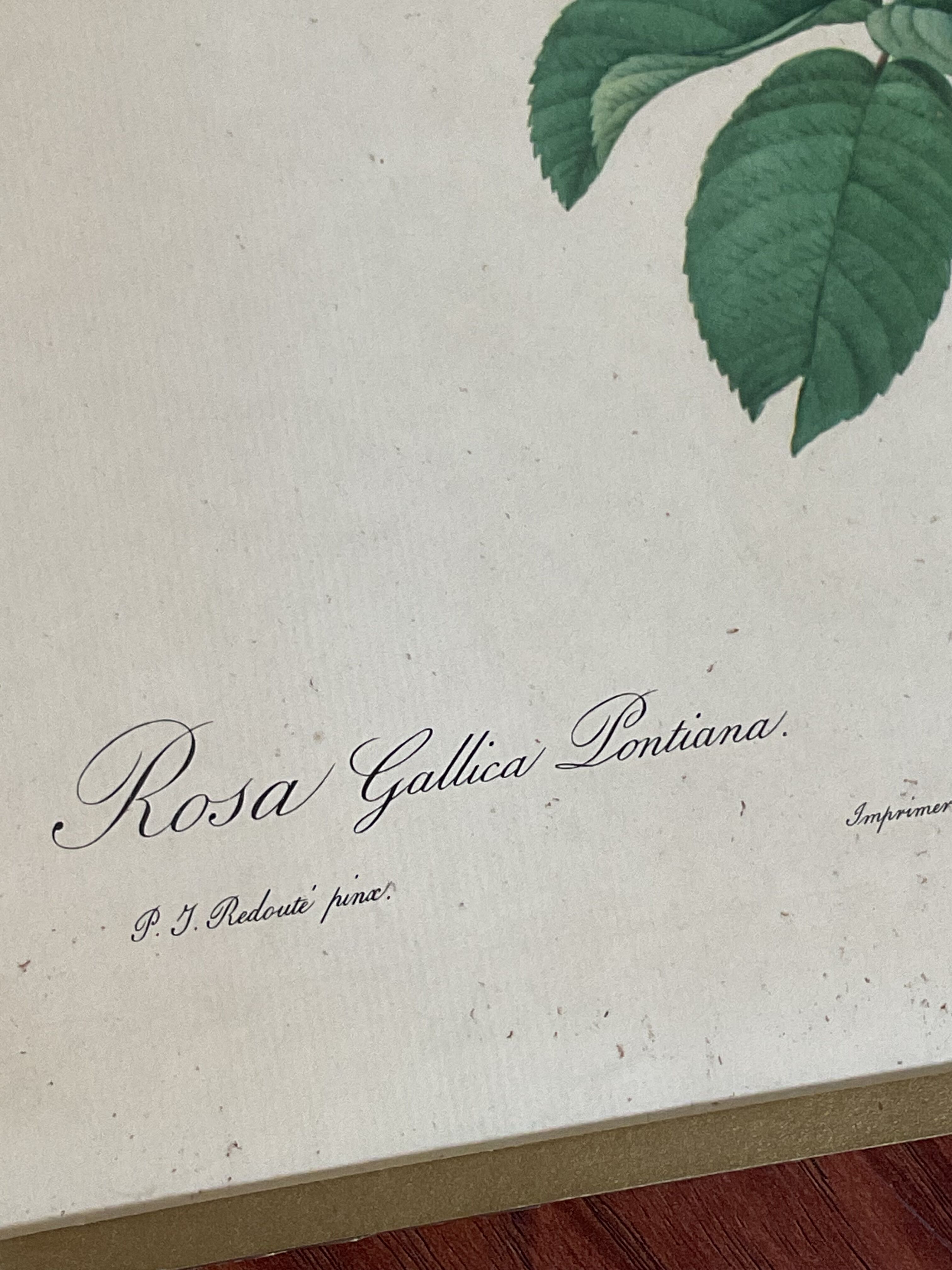 Botany illustration Redouté