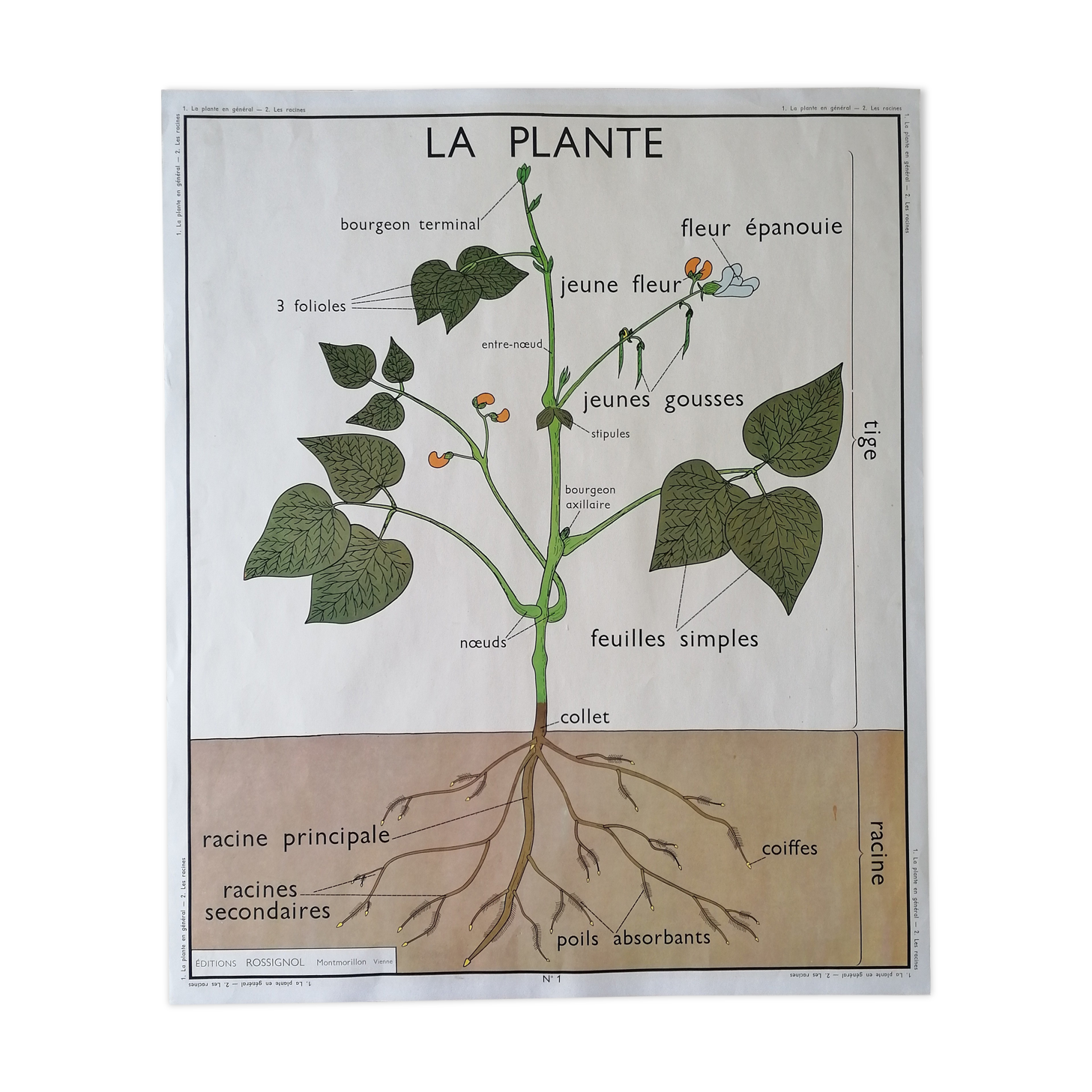 Old Rossignol educational poster: La Plante & Les Racines.
