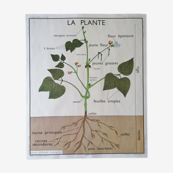 Ancienne affiche pédagogique Rossignol : La Plante & Les Racines.