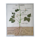 Old Rossignol educational poster: La Plante & Les Racines.