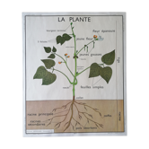 Old Rossignol educational poster: La Plante & Les Racines.