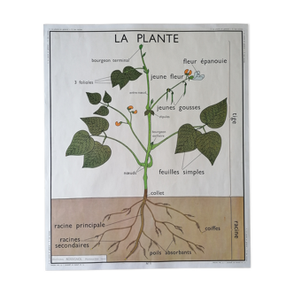 Ancienne affiche pédagogique Rossignol : La Plante & Les Racines.