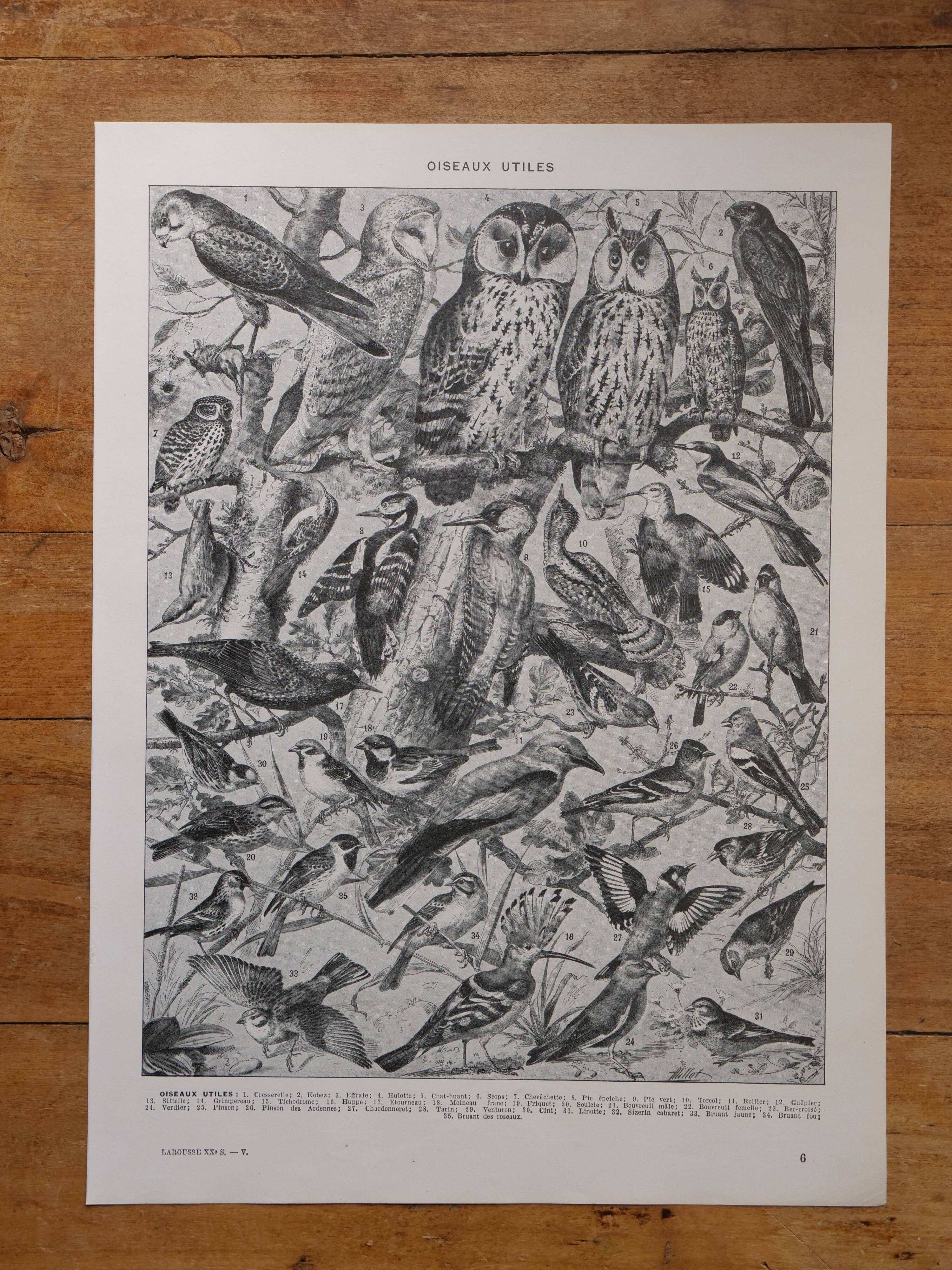 Original lithographs of birds of paradise and farmyard birds