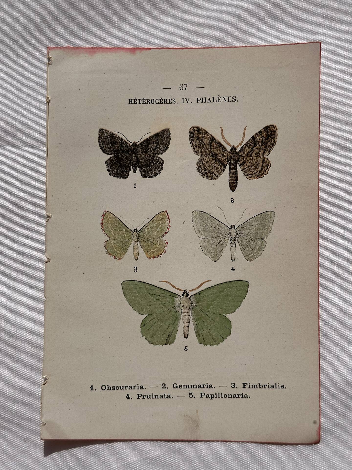 Botanical Plate 1800 Old naturalist engraving 19th century double-sided