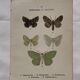 Botanical Plate 1800 Old naturalist engraving 19th century double-sided