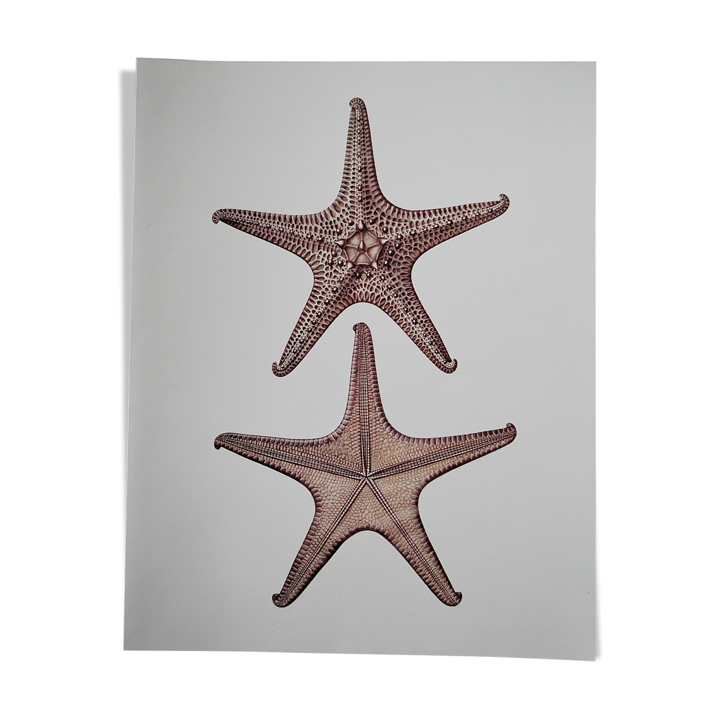 Bestiary Board Seychelles Asterie